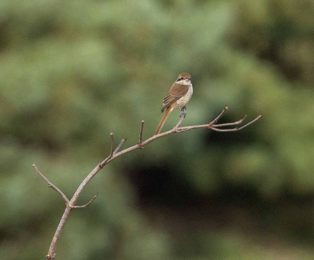 Brown Shrike - ML644035949