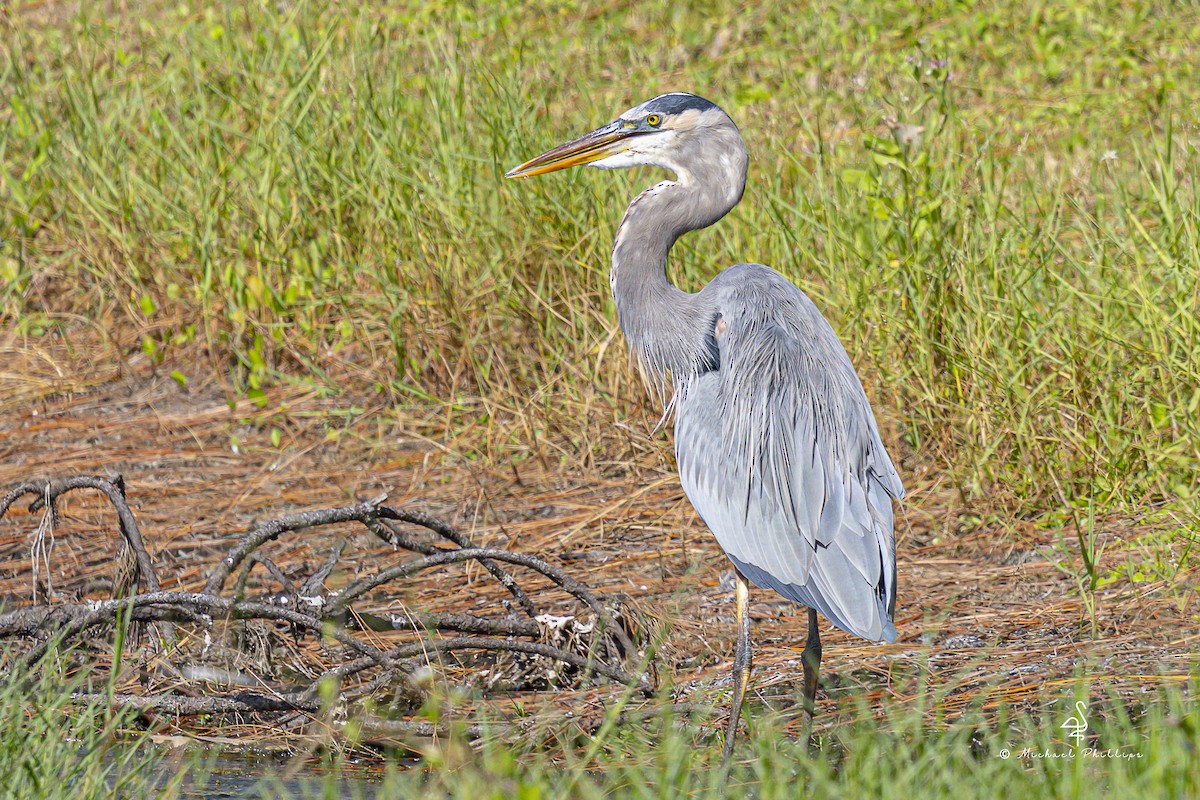 Great Blue Heron - ML644035951