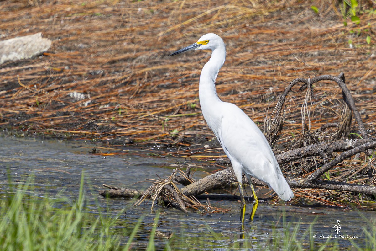 Snowy Egret - ML644035952
