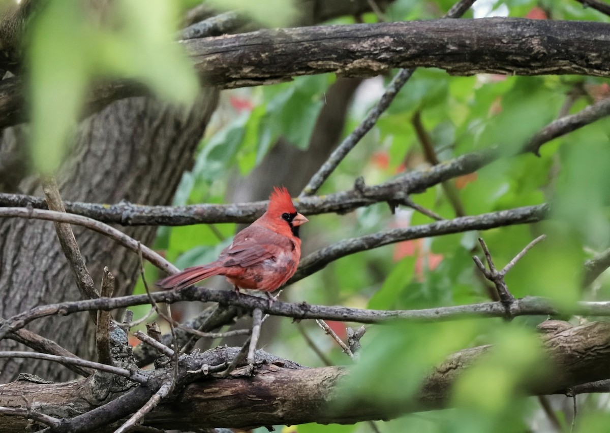 Northern Cardinal - ML644035955