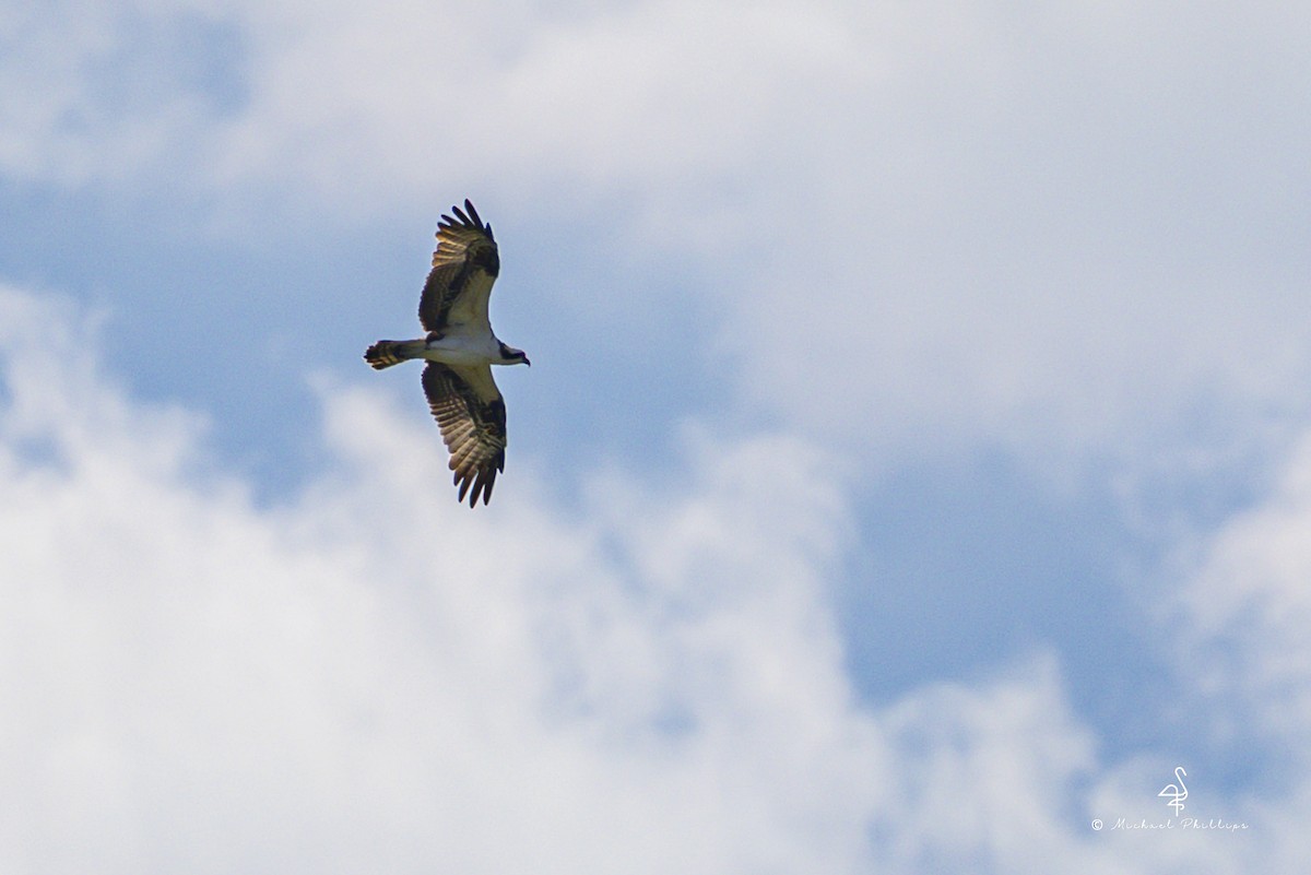 Osprey - ML644035956