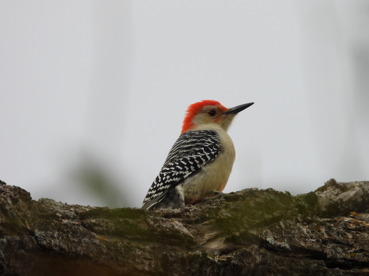 Red-bellied Woodpecker - ML644035959