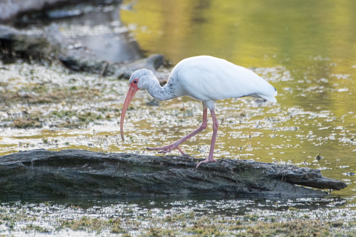 White Ibis - ML644035960