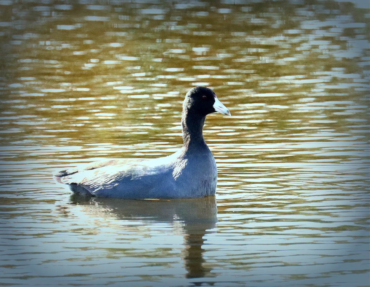 American Coot - ML644035962
