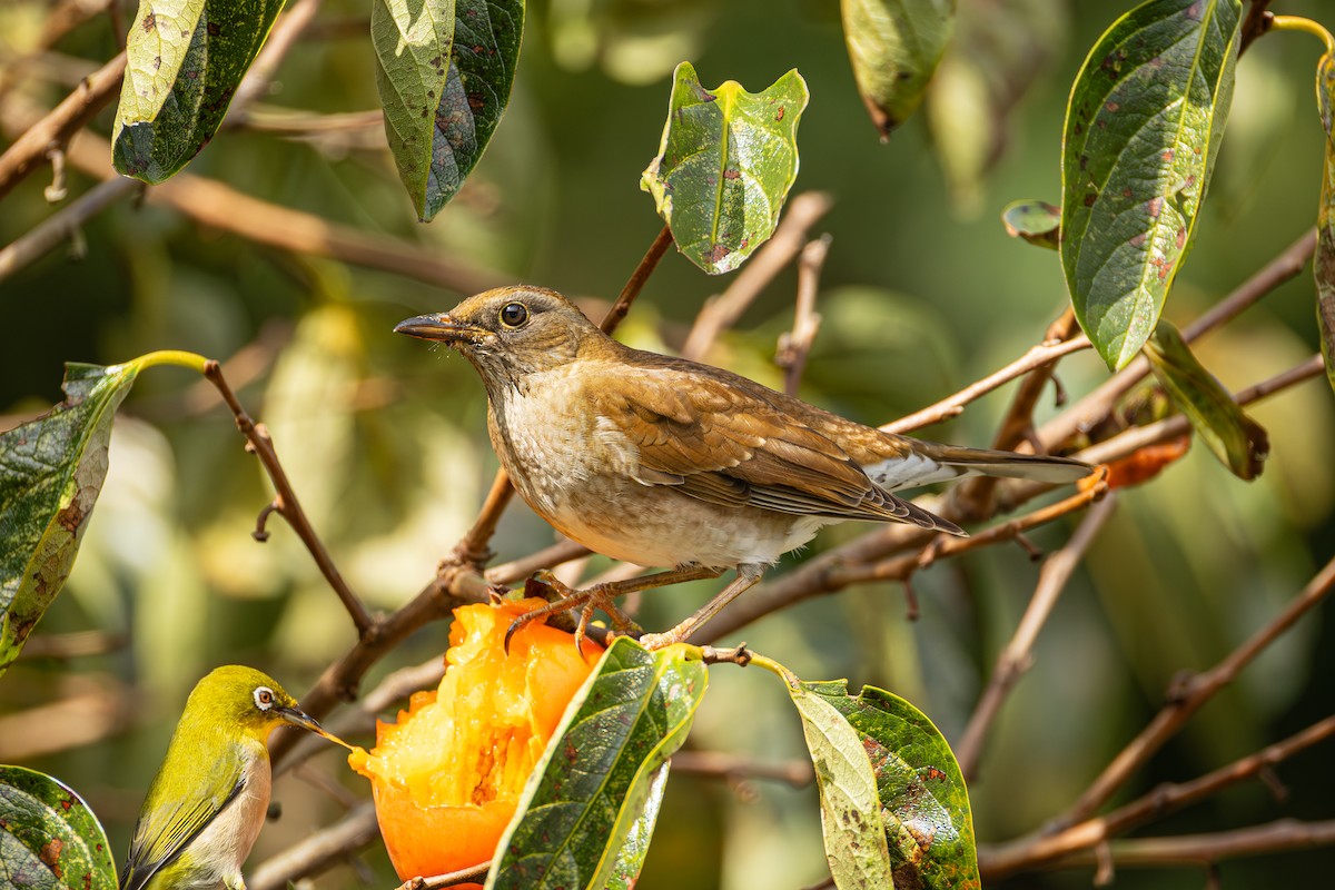 Pale Thrush - ML644035963