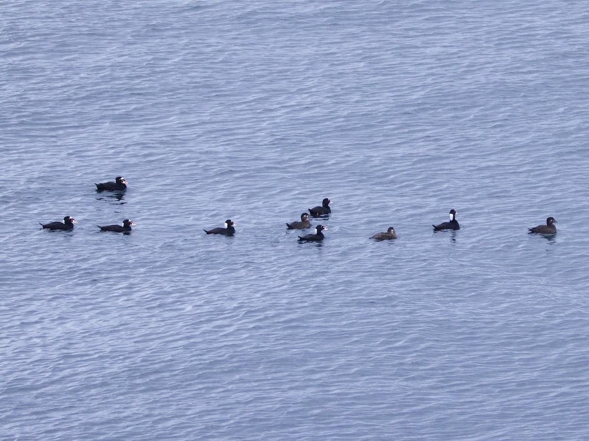 Surf Scoter - ML644035964