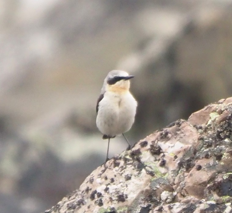 Northern Wheatear - ML644035966