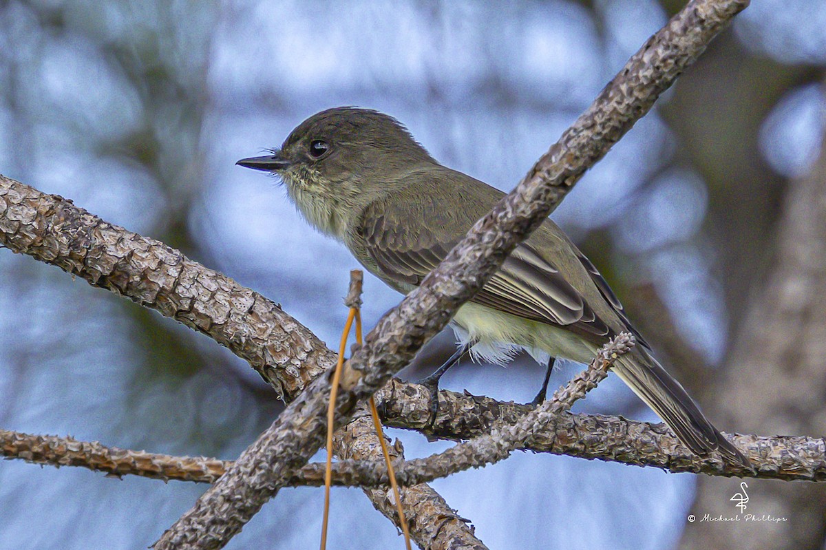 Eastern Phoebe - ML644035967
