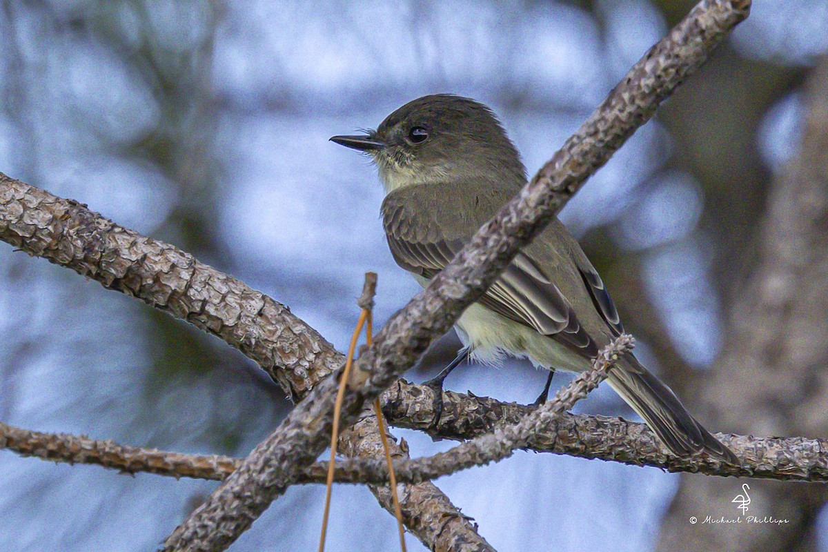 Eastern Phoebe - ML644035968
