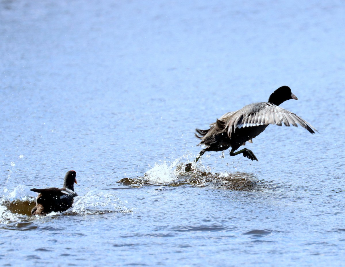 American Coot - ML644035969