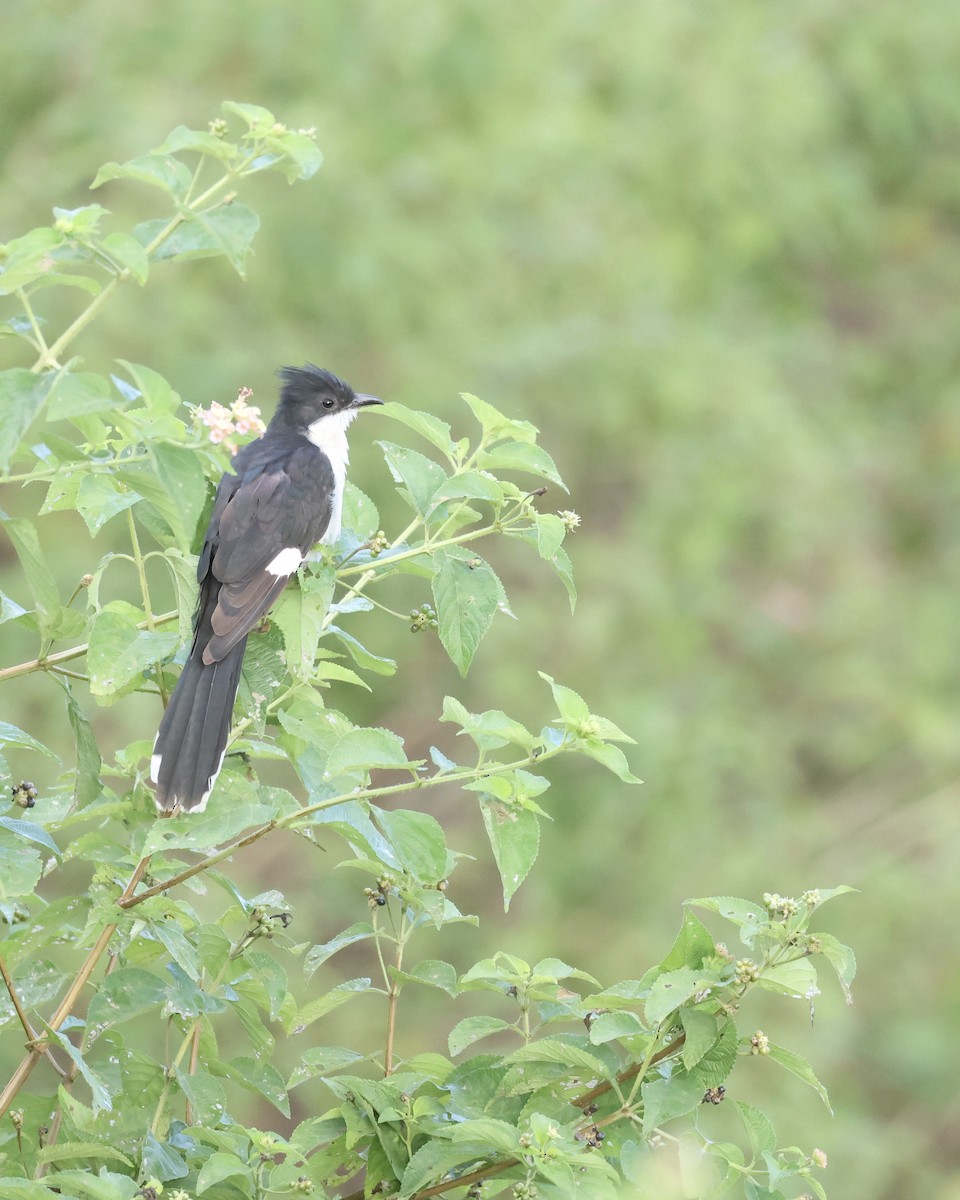 Pied Cuckoo - ML644035970