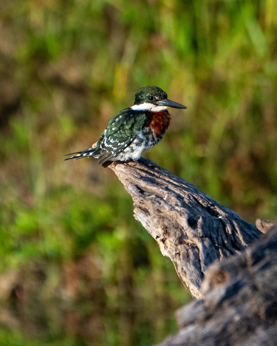 Green Kingfisher - ML644035971