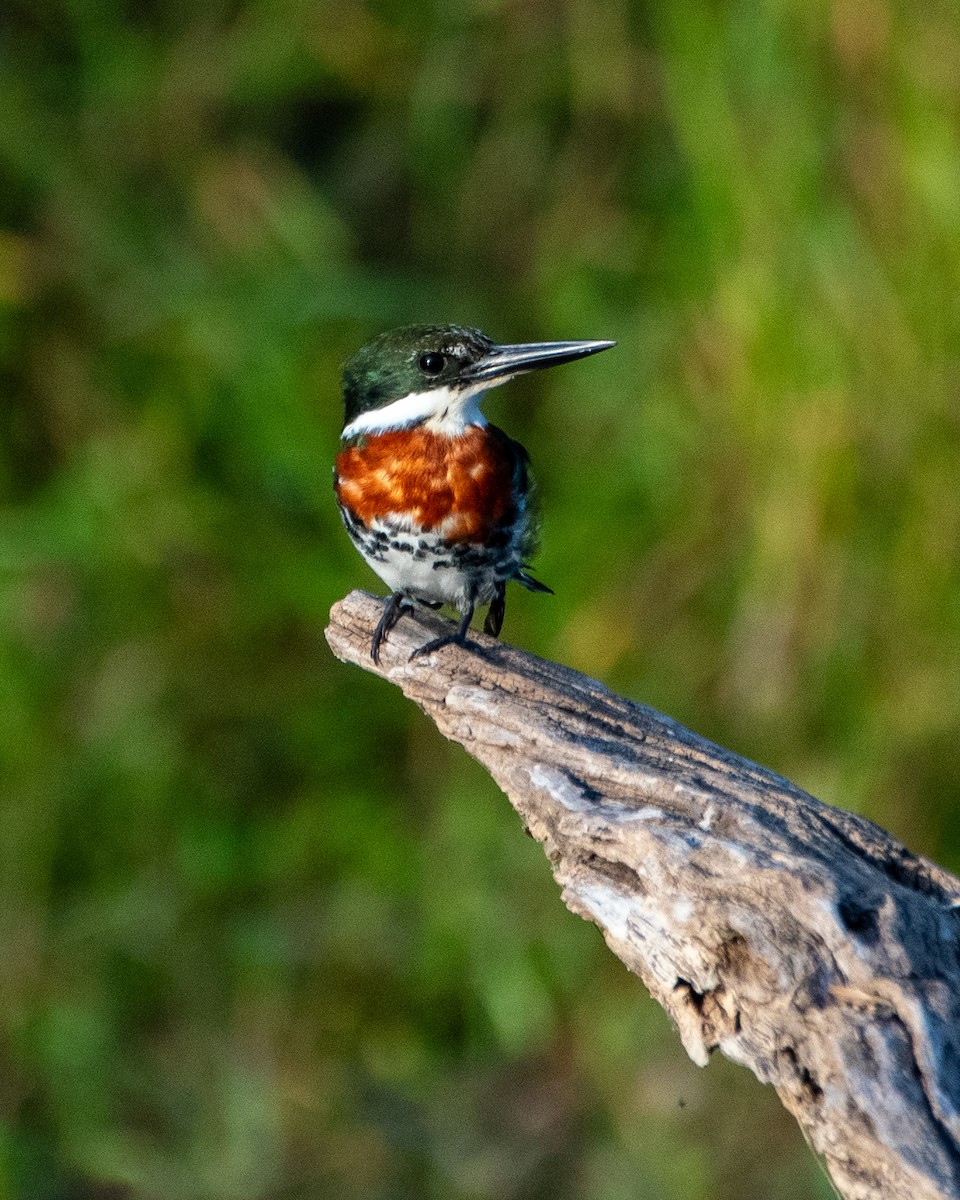 Green Kingfisher - ML644035972
