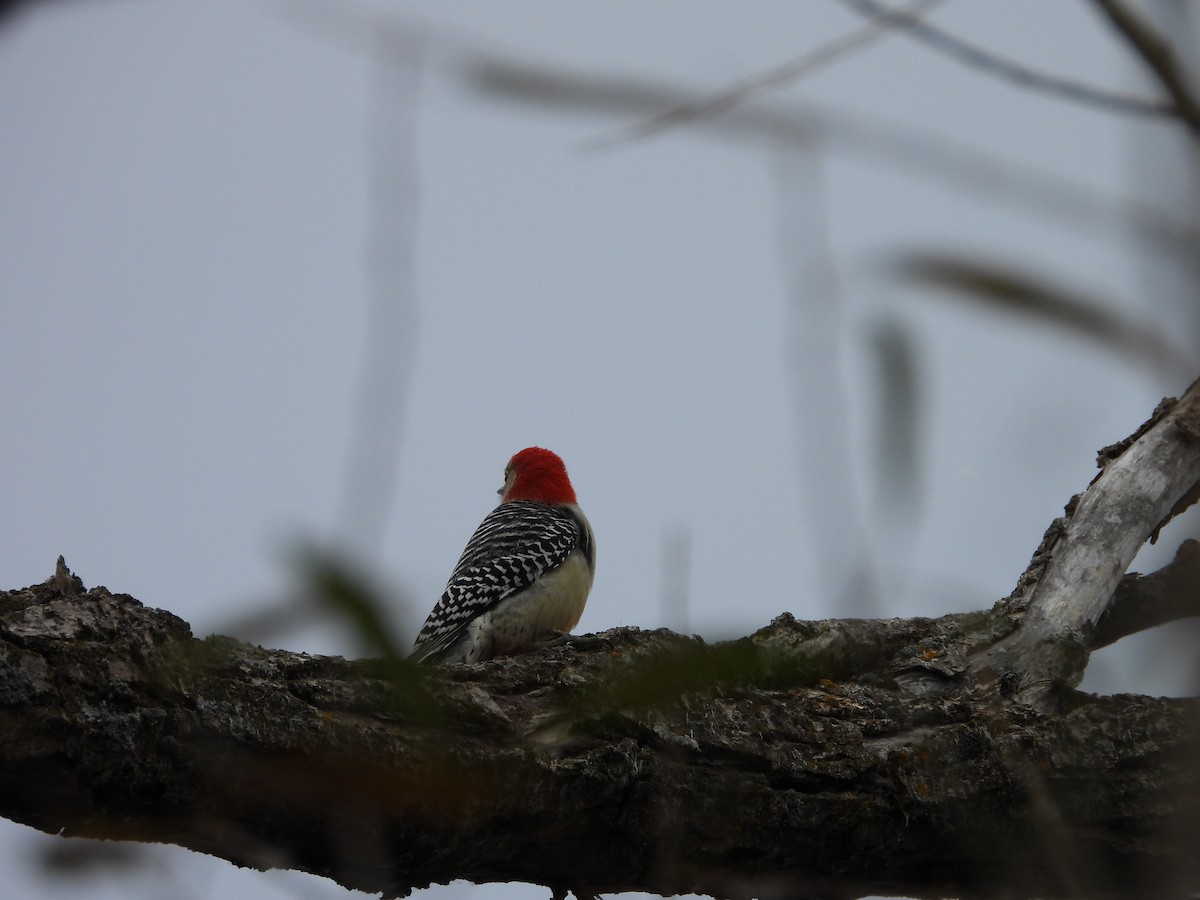 Red-bellied Woodpecker - ML644035973