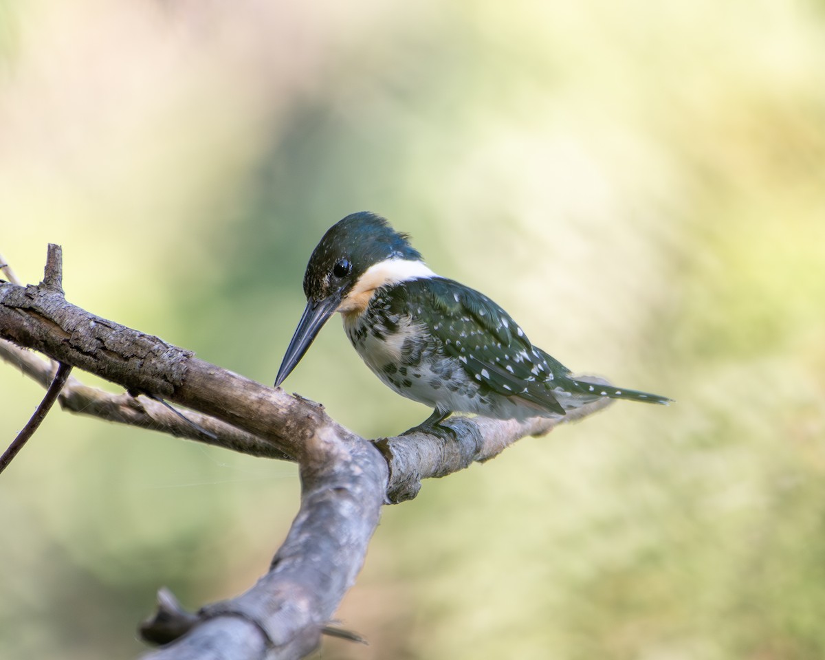 Green Kingfisher - ML644035974