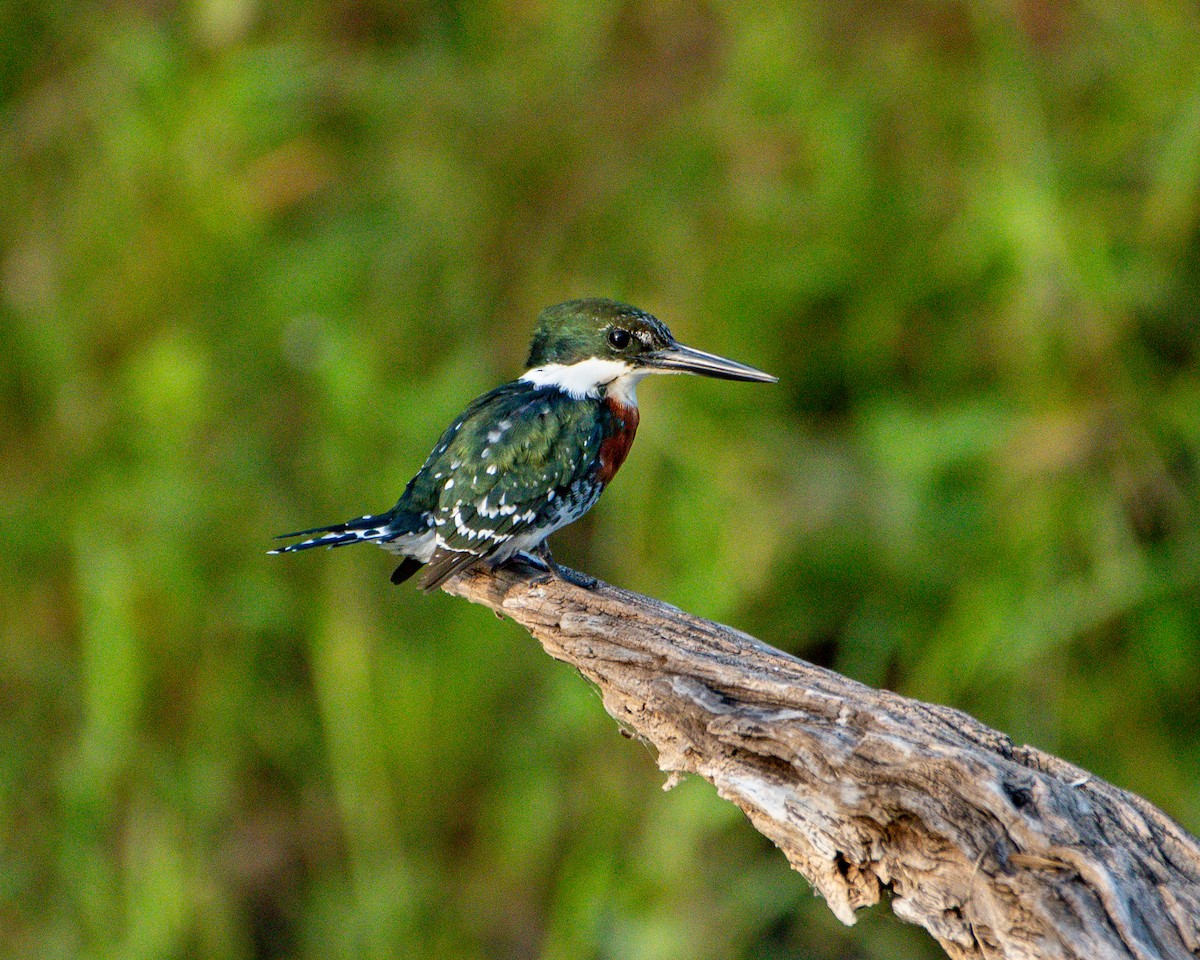 Green Kingfisher - ML644035975