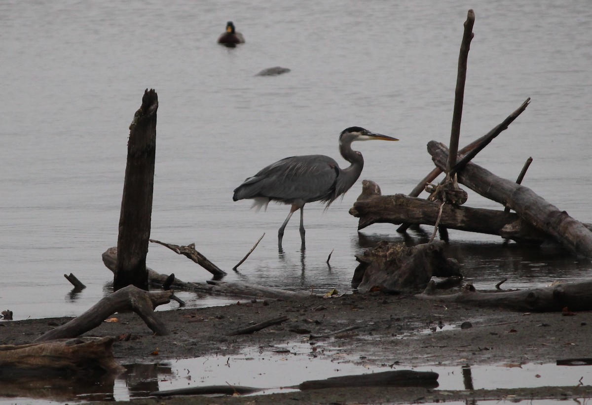 Great Blue Heron - ML644035978