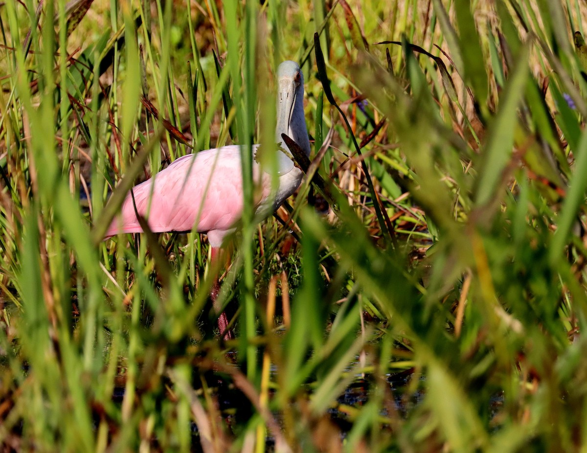 Roseate Spoonbill - ML644035979