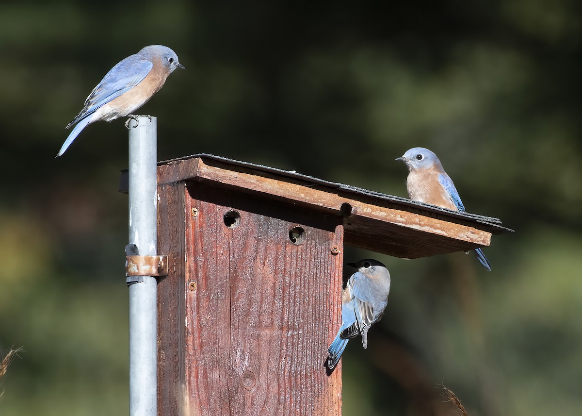 Eastern Bluebird - ML644035981