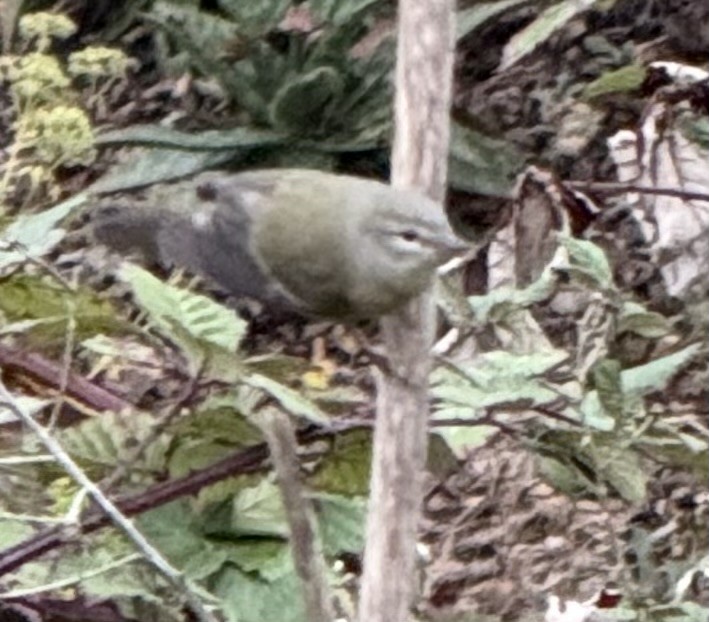 Orange-crowned Warbler (Gray-headed) - ML644036016