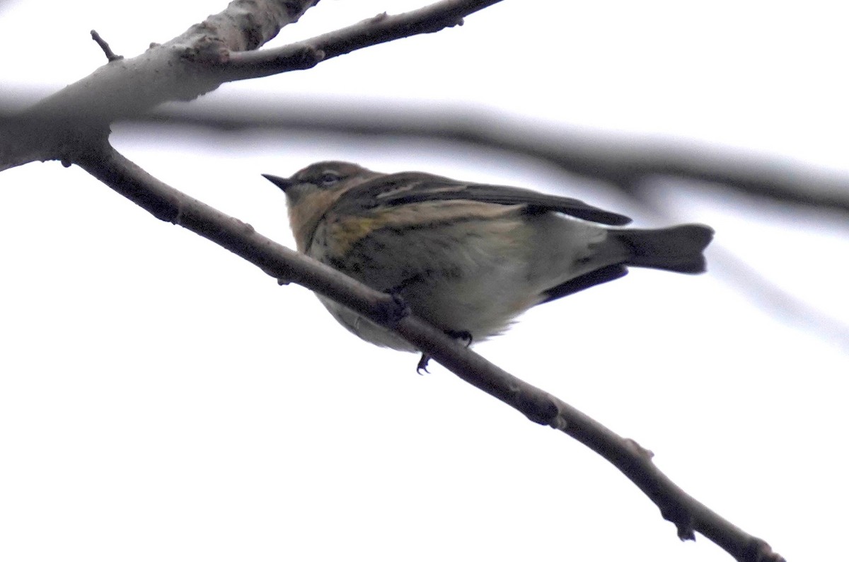 Yellow-rumped Warbler - ML644036032