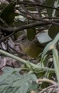 Orange-crowned Warbler (Gray-headed) - ML644036046
