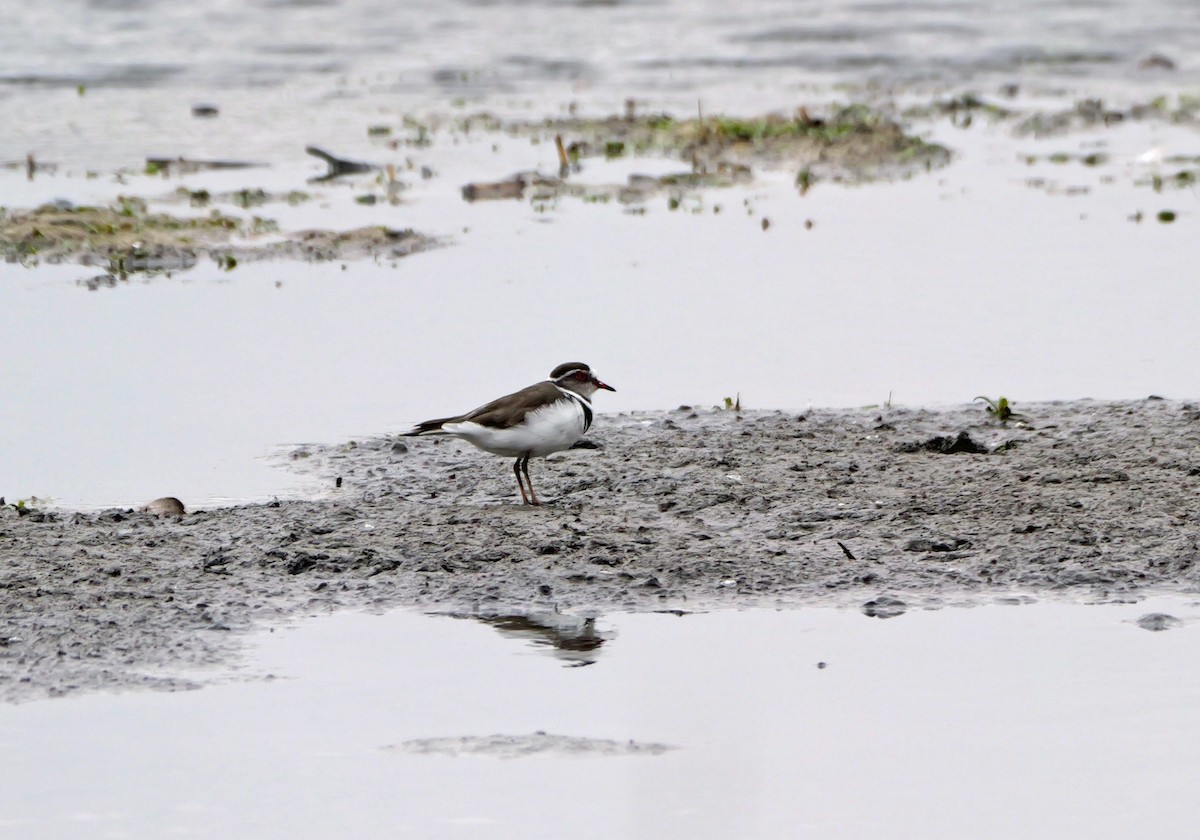 Three-banded Plover - ML644036057