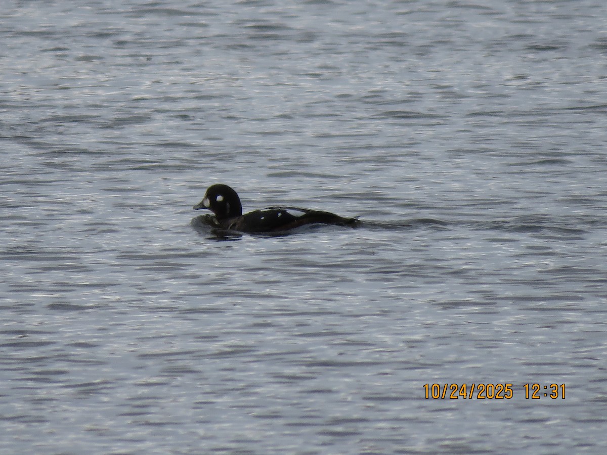 Harlequin Duck - ML644036067