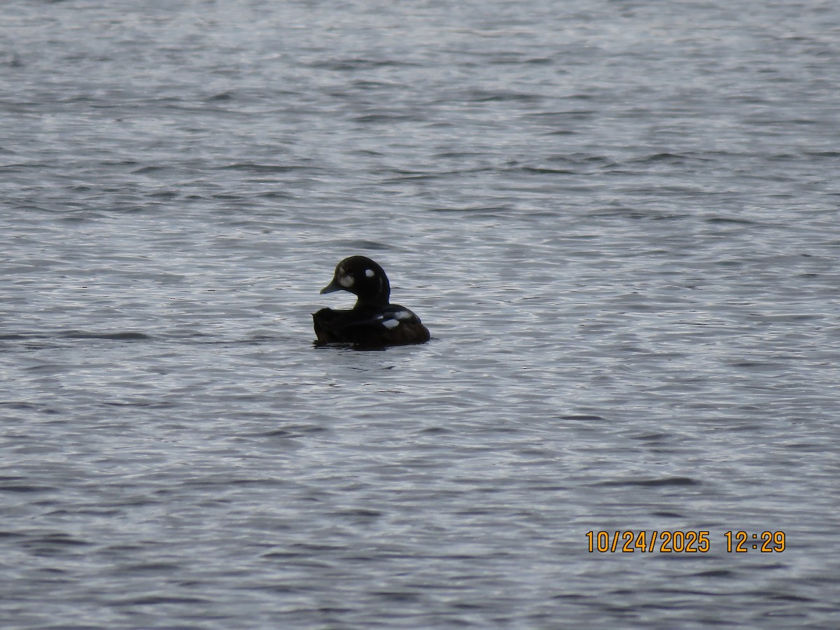 Harlequin Duck - ML644036068