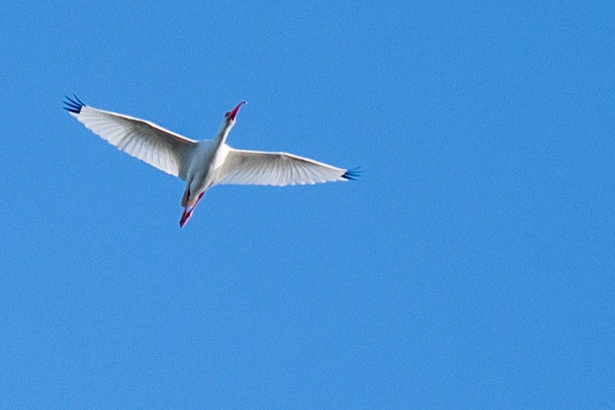 Ibis Blanco - ML644036129