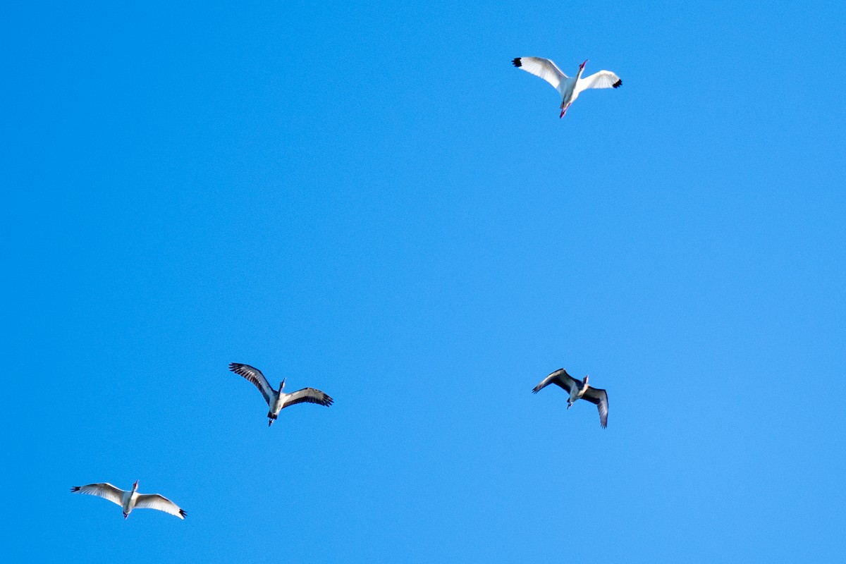 Ibis Blanco - ML644036130