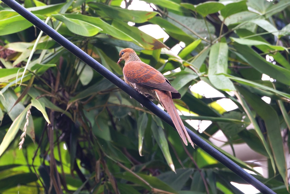 スルターンオナガバト - ML644036141