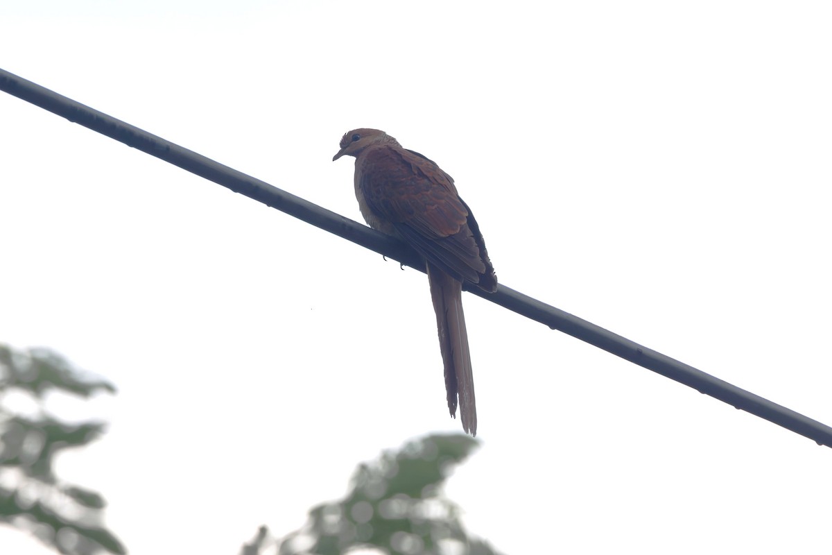 スルターンオナガバト - ML644036147