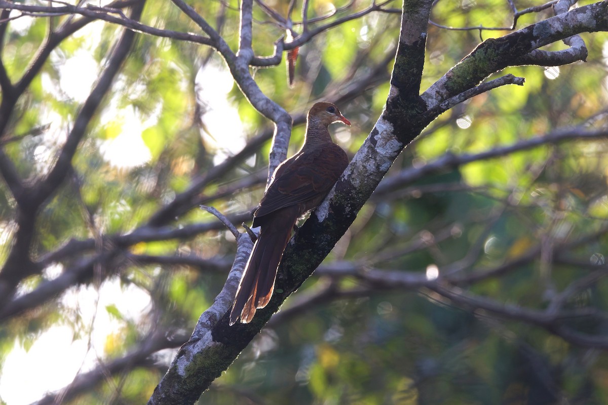 スルターンオナガバト - ML644036161