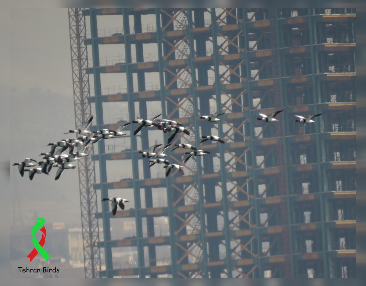 husice liščí - ML644036170