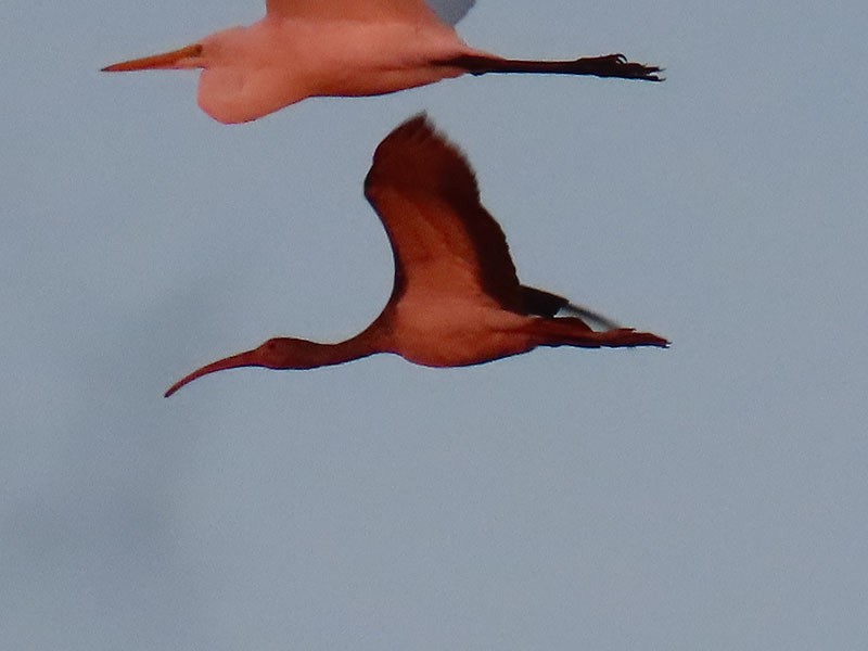 Ibis Blanco - ML644036184