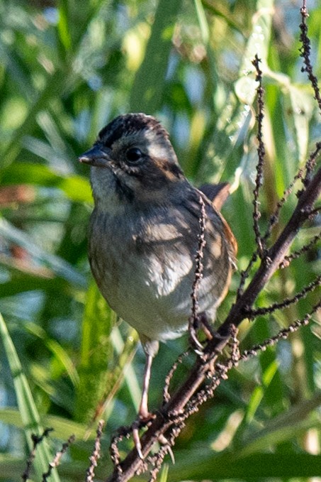 Swamp Sparrow - ML644036198