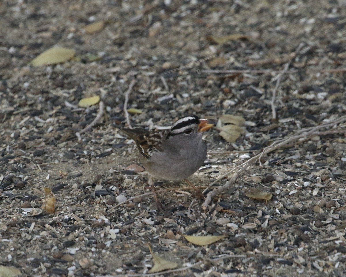 White-crowned Sparrow (Gambel's) - ML644036199