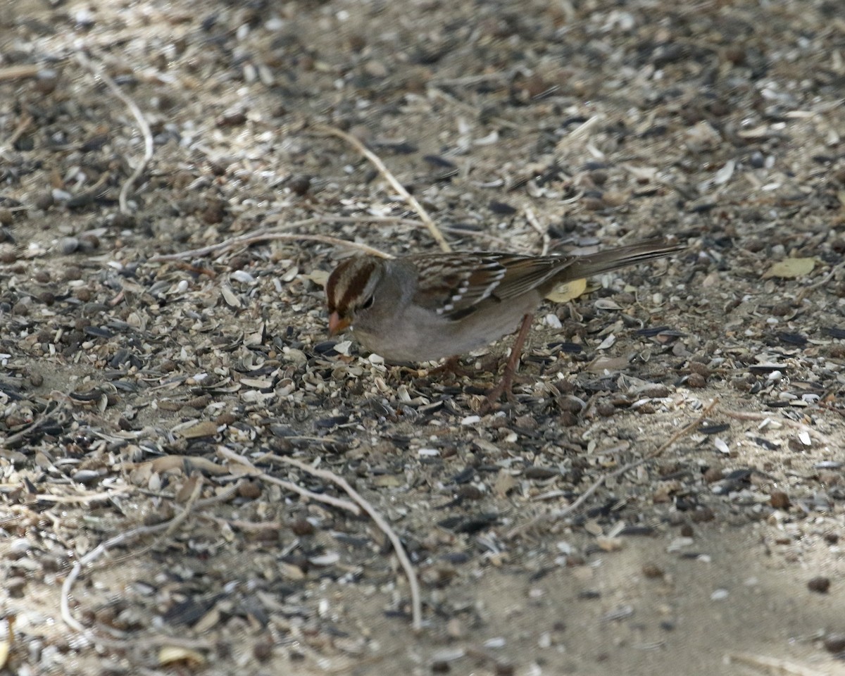 White-crowned Sparrow (Gambel's) - ML644036204