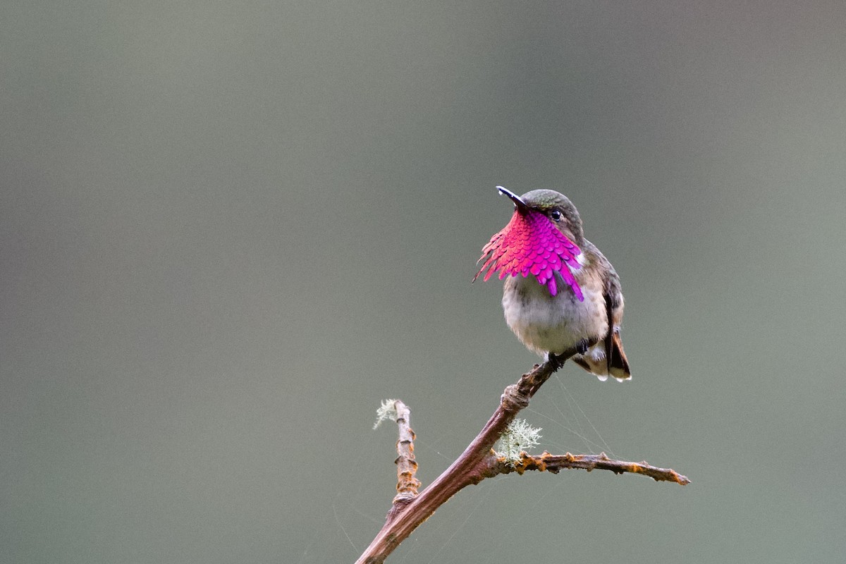 Wine-throated Hummingbird - ML644036206