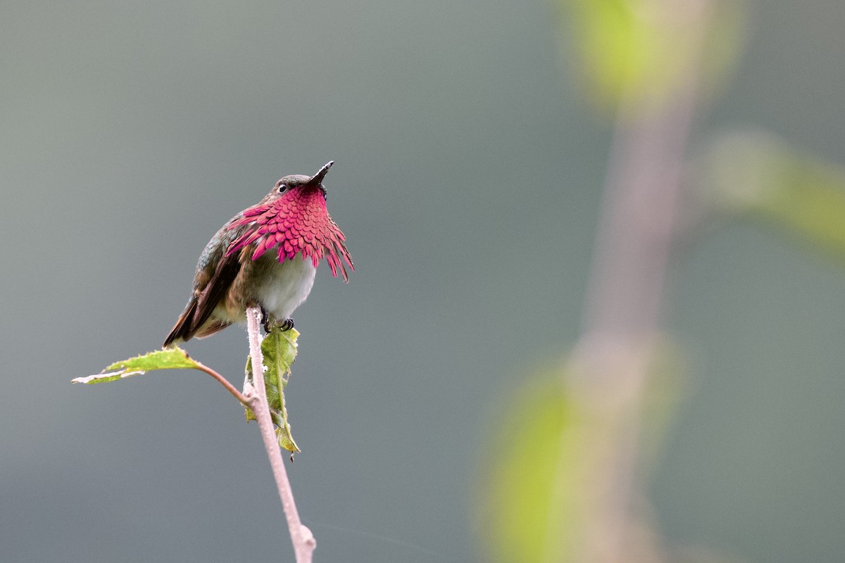 Wine-throated Hummingbird - ML644036207