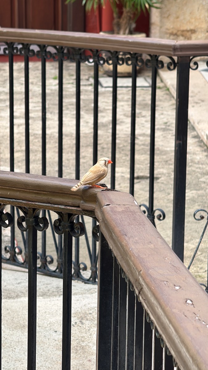 Діамантник зебровий - ML644036212