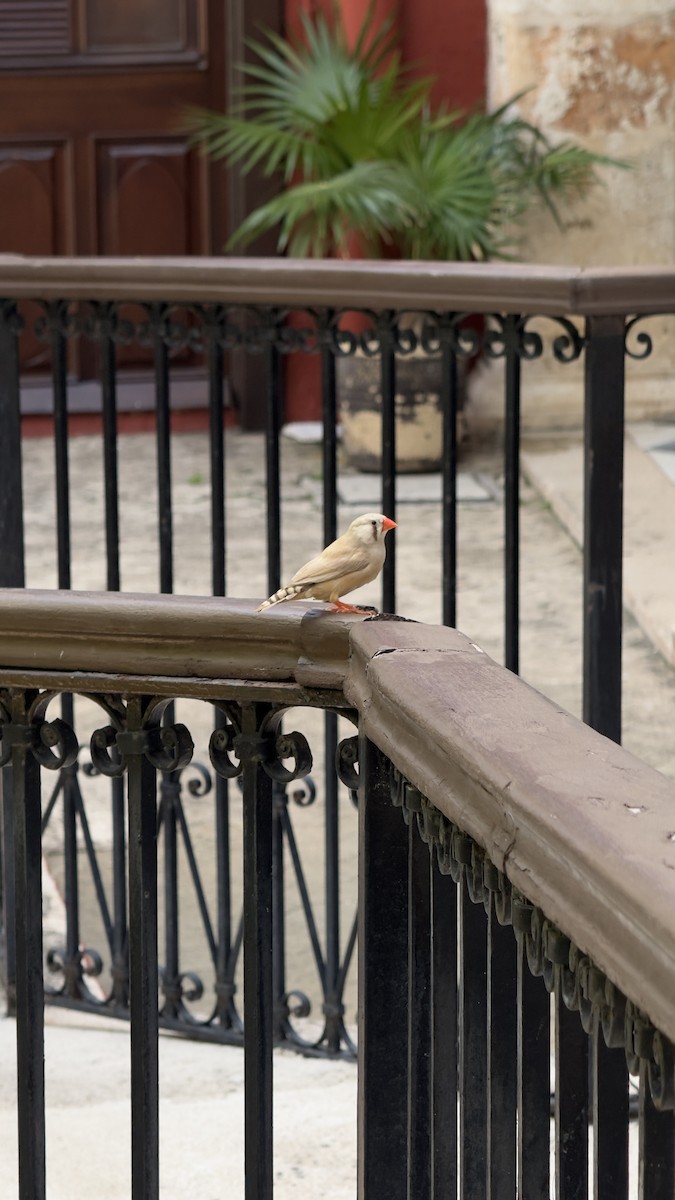 Діамантник зебровий - ML644036213