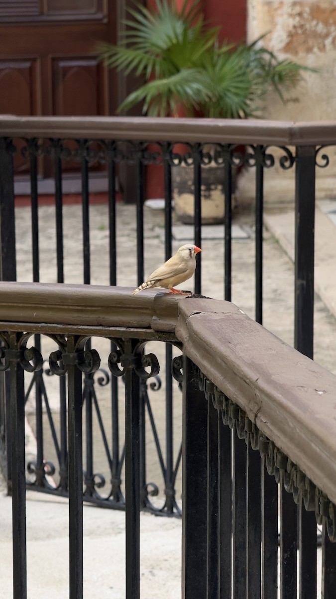 Діамантник зебровий - ML644036214