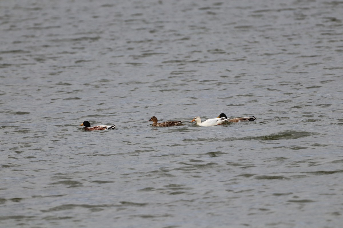 マガモ - ML644036250