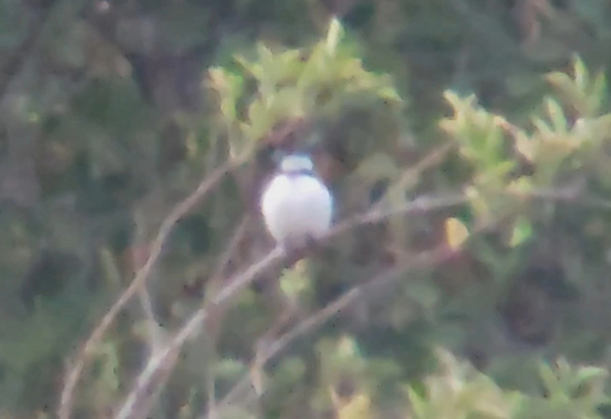 ヨーロッパオオモズ - ML644036264