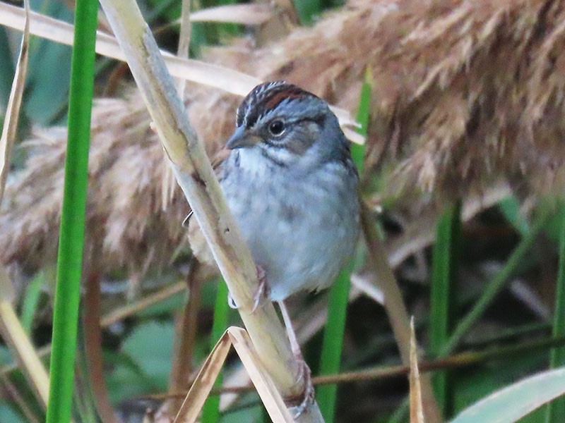Swamp Sparrow - ML644036265
