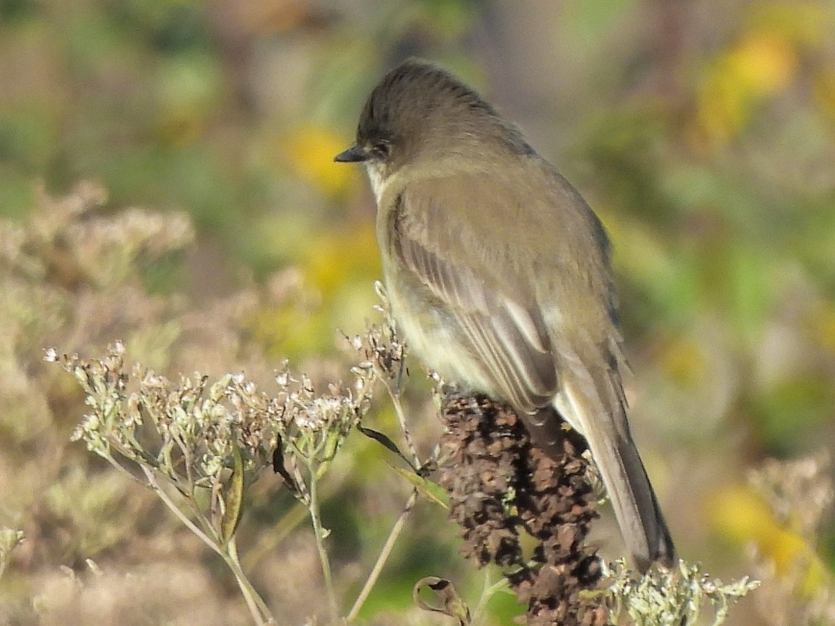 Eastern Phoebe - ML644036267