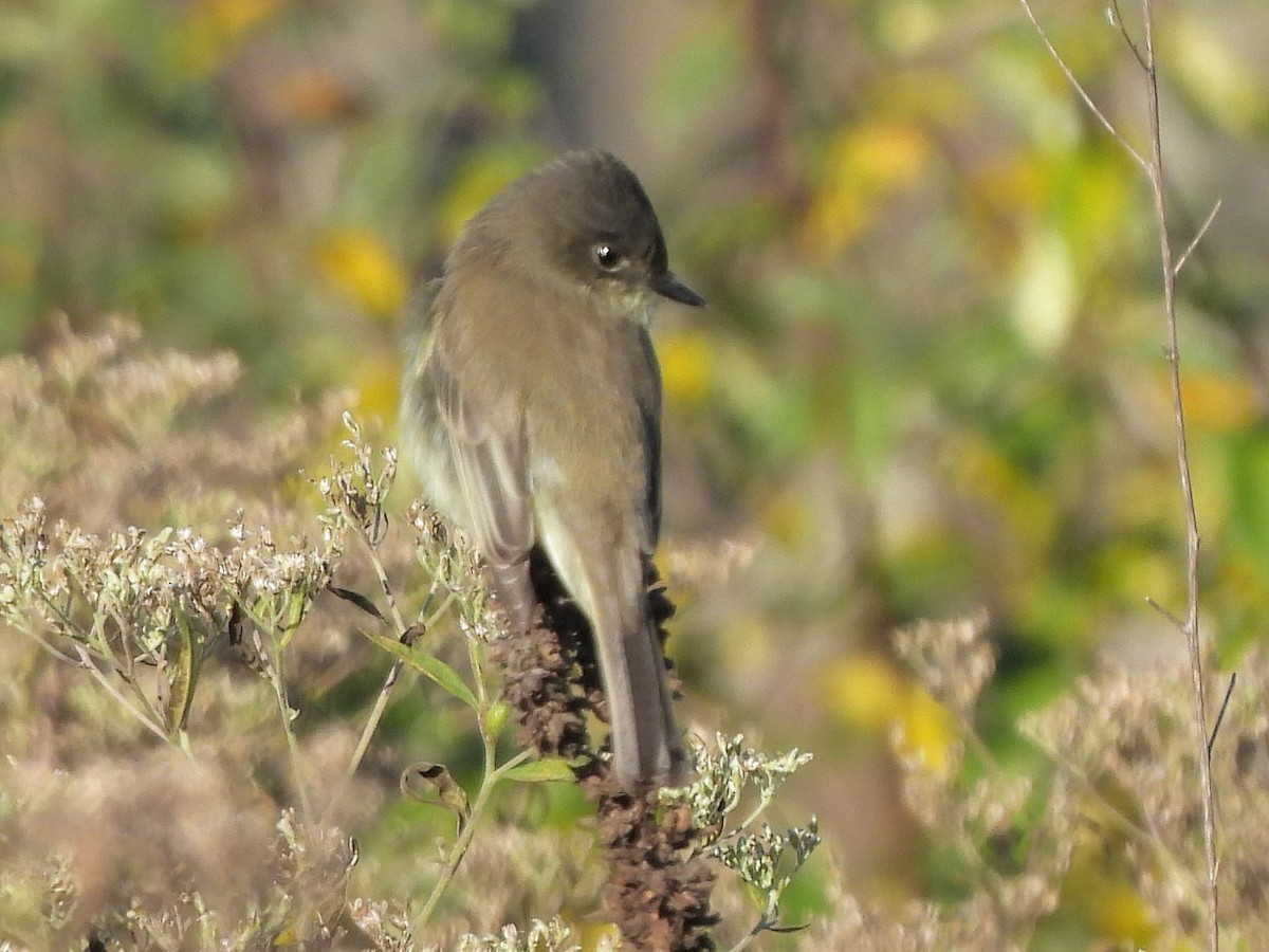 Eastern Phoebe - ML644036271