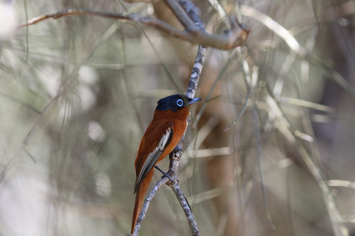 Tchitrec malgache - ML644036275